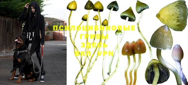 индика Алзамай