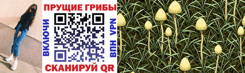 Галлюциногенные грибы GOLDEN TEACHER  купить закладку  Прохладный 